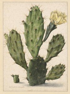 Pear Cactus in Bloom, 1683. Creator: Herman Saftleven the Younger.