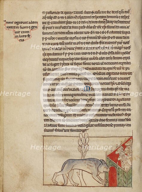 A Wolf; Northumberland Bestiary, about 1250-1260. Creator: Unknown.