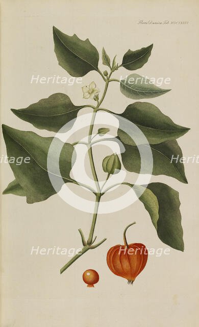 Flora Danica, 1761. Creator: Oeder, Georg Christian Edler (1728-1791).