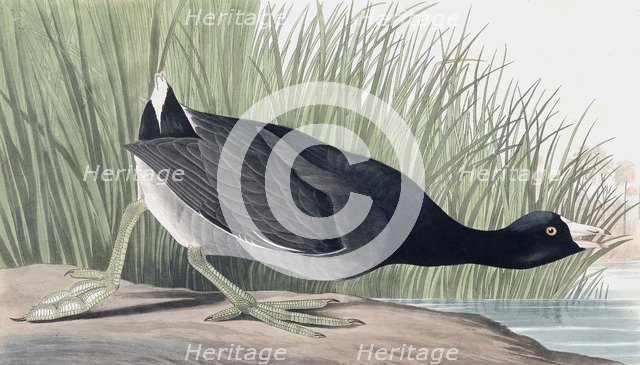 American Coot, Fulica Americana, 1845.