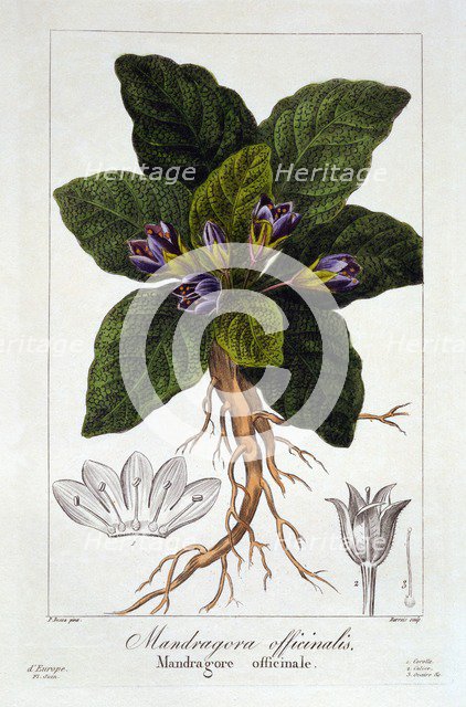 Mandrake: Mandragora officinarum, pub. 1836. Creator: Panacre Bessa (1772-1846).