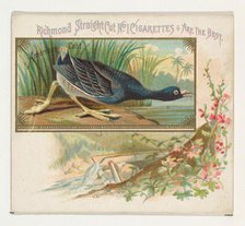 American Coot, from the Game Birds series (N40) for Allen & Ginter Cigarettes, 1888-90. Creator: Allen & Ginter.