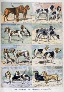 Gun dogs, 1897. Artist: P Mahler