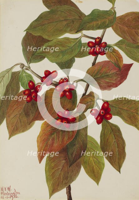 Flowering Dogwood (Cornus florida), 1926. Creator: Mary Vaux Walcott.