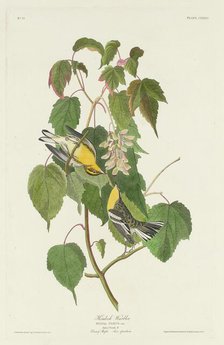 Hemlock Warbler, 1832. Creator: Robert Havell.