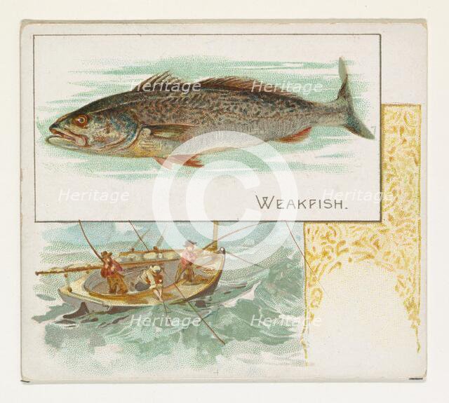 Weakfish, from Fish from American Waters series (N39) for Allen & Ginter Cigarettes, 1889. Creator: Allen & Ginter.