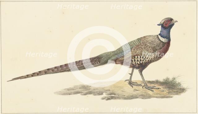 Pheasant, 1759-1842. Creator: Pieter Bartholomeusz. Barbiers.