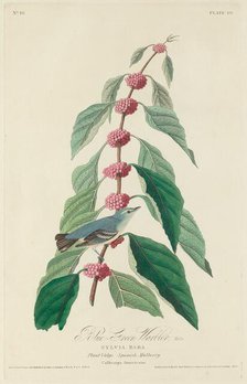 Blue-green Warbler, 1828. Creator: Robert Havell.