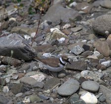 Little Ringed Plover.