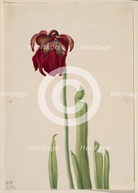 Red Pitcherplant (Sarracenia jonesii), 1930. Creator: Mary Vaux Walcott.