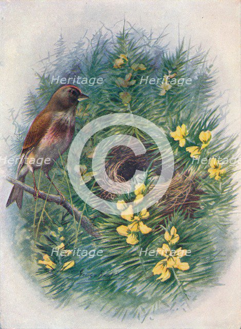 'Linnet - Lino'ta cannab'ina', c1910, (1910). Artist: George James Rankin.