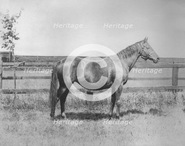 'Signorina', 1911. Artist: Unknown.