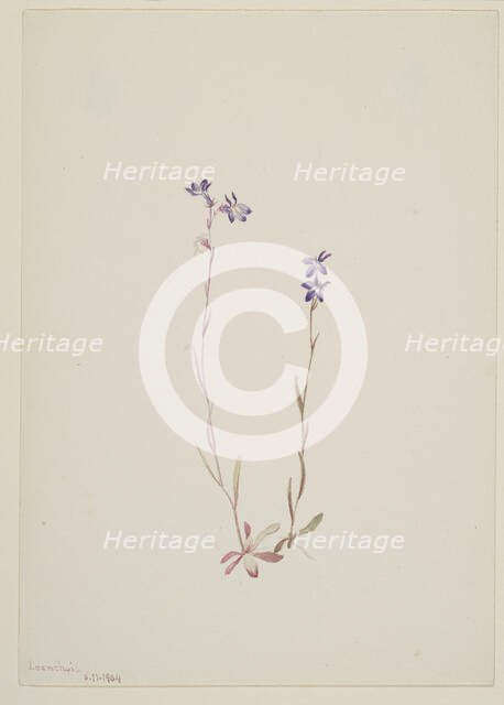 Lobelia Kalmii, 1904. Creator: Mary Vaux Walcott.