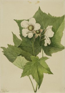 White Flowering Raspberry (Rubus parviflorus), 1905. Creator: Mary Vaux Walcott.