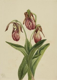 Moccasin Flower (Cypripedium acaule), 1904. Creator: Mary Vaux Walcott.