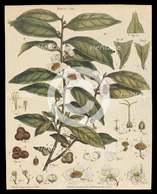 Tea plant (Camellia sinensis): flowering stem. Creator: Unknown.