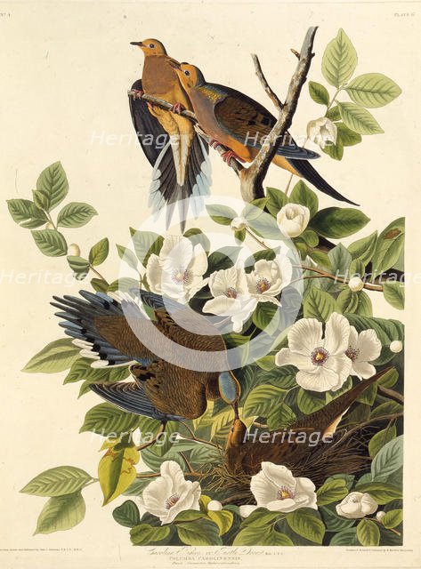 Carolina pigeon or Carolina turtledove. From "The Birds of America", 1827-1838. Creator: Audubon, John James (1785-1851).