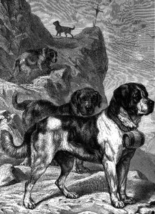 St Bernard mountain rescue dogs with flasks of brandy on their collars, c1880. Artist: Unknown