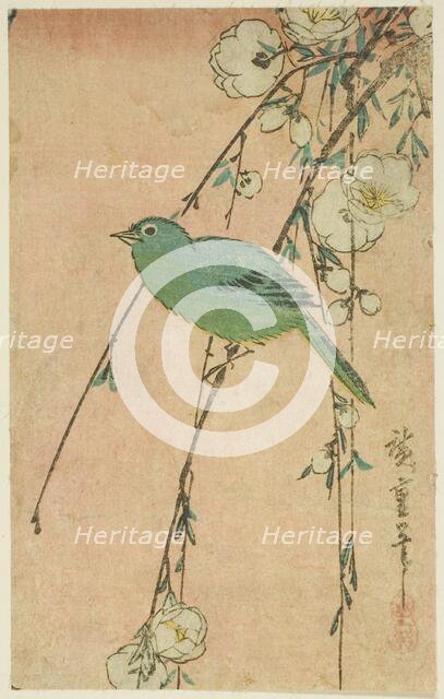 Japanese white-eye and weeping cherry, c. 1830s. Creator: Ando Hiroshige.