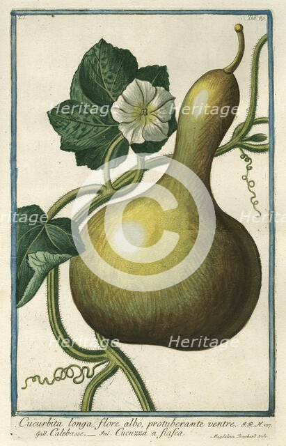 Cucurbita longa (Squash), from Giorgio Bonelli's Hortus Romanus, vol. I (1772). Creator: Maddalena Bouchard.