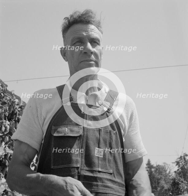 Hop picker, once Nebraska farm owner, near Independence, Polk County, Oregon, 1939. Creator: Dorothea Lange.