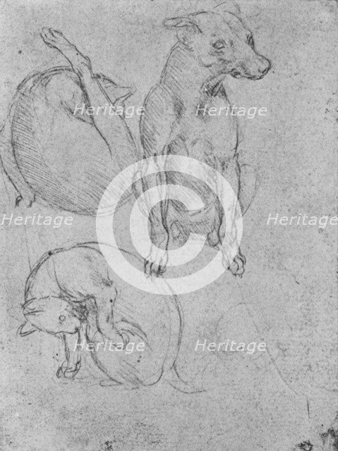 'Studies of a Dog and of a Cat', c1480 (1945). Artist: Leonardo da Vinci.