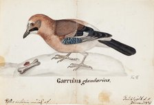 Eurasian Jay, 1831. Creator: Ferdinand von Wright.