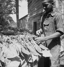 Tobacco strung on sticks, Granville County, North Carolina, 1939. Creator: Dorothea Lange.