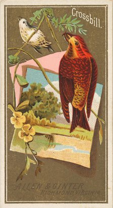 Crossbill, from the Birds of America series (N4) for Allen & Ginter Cigarettes Brands, 1888. Creator: Allen & Ginter.