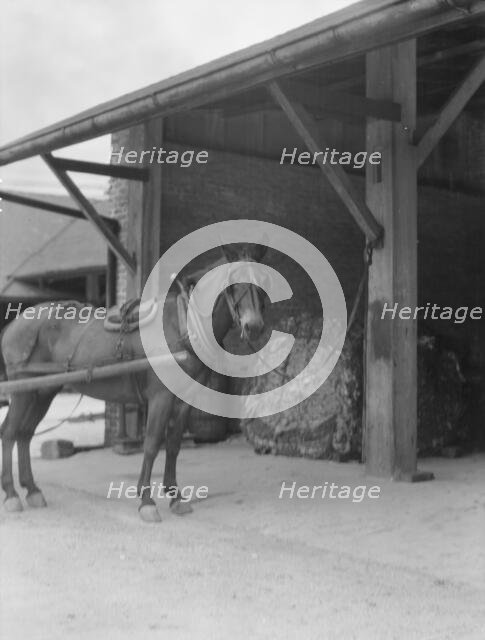 Mule harnessed to a wagon, New Orleans, between 1920 and 1926. Creator: Arnold Genthe.