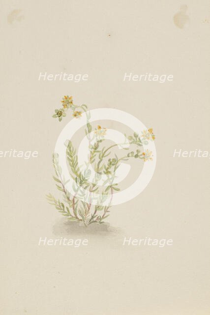 Sedum stenopetalum, ca. 1917-1918. Creator: Mary Vaux Walcott.