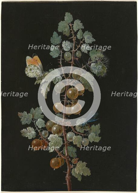 A Branch of Gooseberries with a Dragonfly, an Orange-Tip Butterfly, and a Caterpillar, 1725-1783. Creator: Barbara Regina Dietzsch.