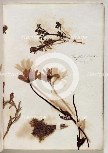 Plants from the Coliseum, February 1832, 1832. Creator: Thomas Cole.