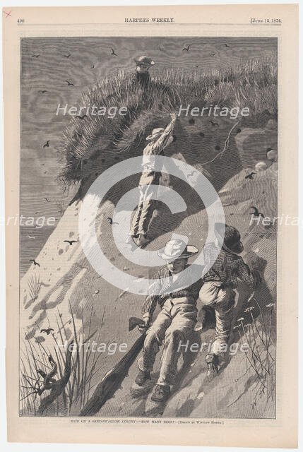 Raid on a Sand-swallow Colony - "How Many Eggs?" (Harper's Weekly, Vol. XVIII), June 13, 1874. Creator: W. H. Lagarde.