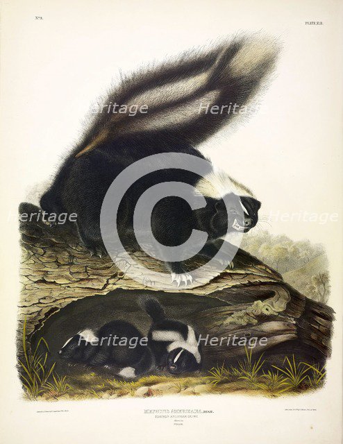 Common American Skunk, Mephitis Americana, 1845.