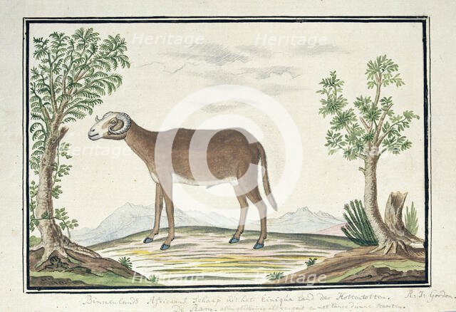 Cape ram, 1777-1786. Creator: Robert Jacob Gordon.