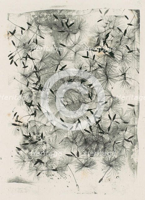 [Dandelion Seeds], 1858 or later., 1858 or later. Creator: William Henry Fox Talbot.