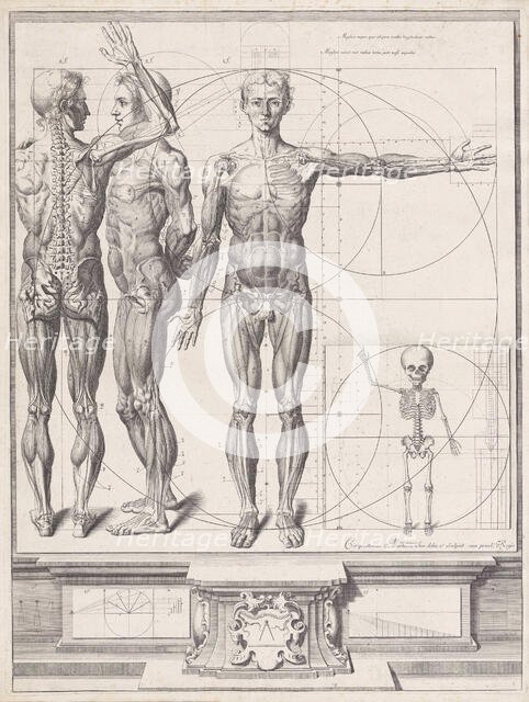 Plate for the ‘Atlas Anatomico’ (unpublished), Plate ca. 1680-9..., Plate ca. 1680-94; printed 1740. Creator: Crisóstomo Martínez.