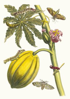 Papaya. From the Book Metamorphosis insectorum Surinamensium, 1705. Creator: Merian, Maria Sibylla (1647-1717).