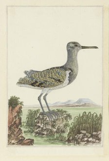 Rostratula benghalensis (Greater painted-snipe) in a detailed landscape, 1777-1786. Creator: Robert Jacob Gordon.