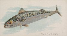 Mackerel, from the Fish from American Waters series (N8) for Allen & Ginter Cigarettes Bra..., 1889. Creator: Allen & Ginter.