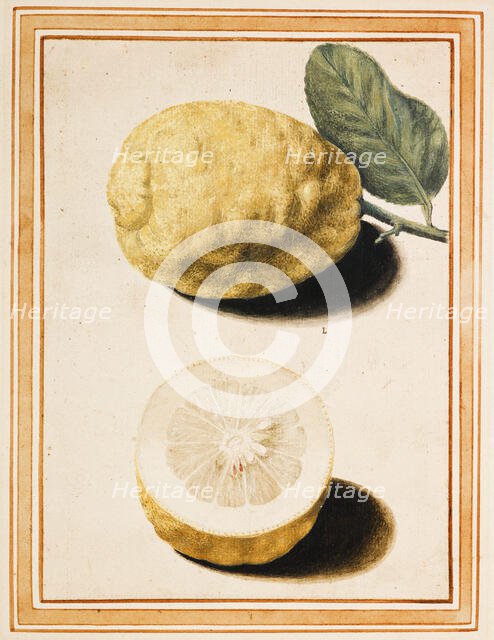 Adam's Apple (Pomum Adami Rheginum), about 1640. Creator: Vincenzo Leonardi.