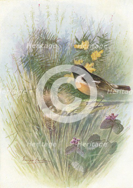 'Stonechat - Pratin'cola rubic'ola', c1910, (1910). Artist: George James Rankin.