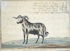Cape ram, 1778. Creator: Robert Jacob Gordon.