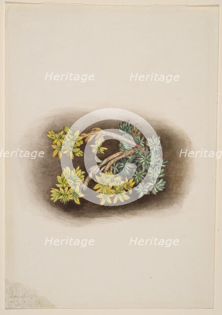 Yellow Stonecrop (Sedum stenopetalum), 1922. Creator: Mary Vaux Walcott.
