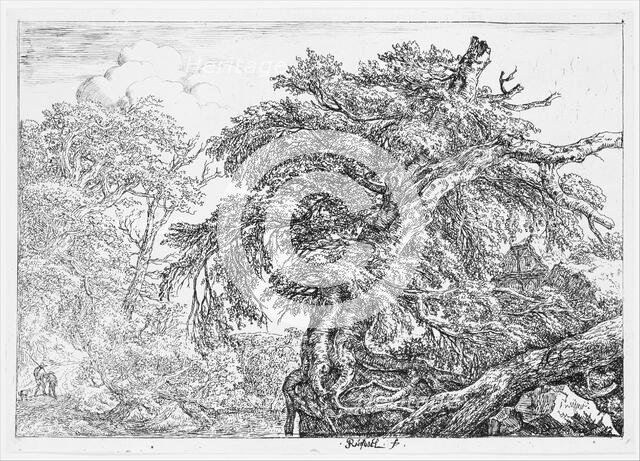 The Great Beech, 1650-82. Creator: Jacob van Ruisdael.