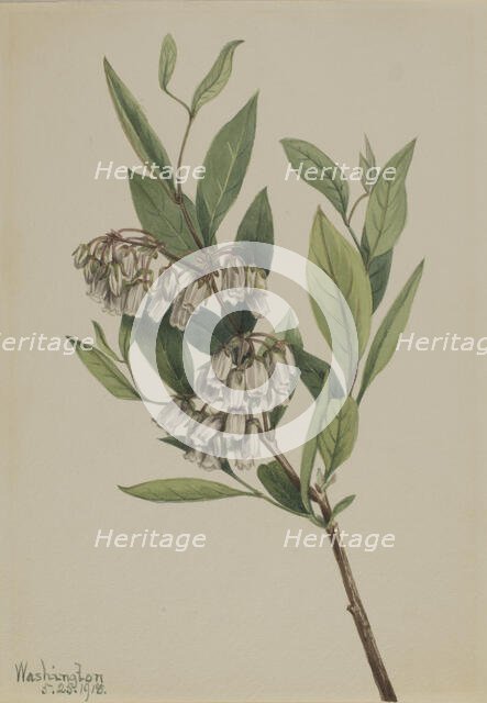 Stagger-Bush (Pieris mariana), 1918. Creator: Mary Vaux Walcott.