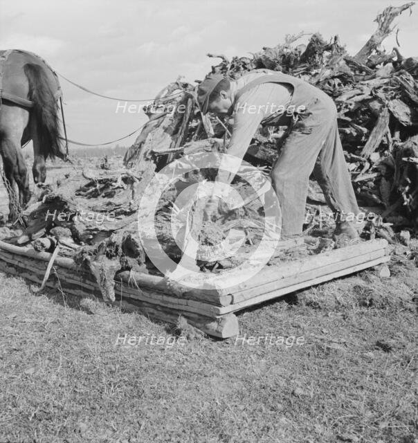 Ex-mill worker clears eight-acre field after bulldozer has pulled..., Boundary County, Idaho, 1939. Creator: Dorothea Lange.