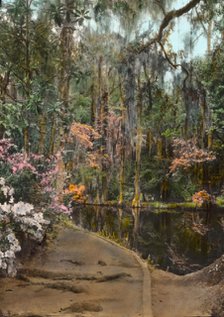 "Magnolia Plantation," 3550 Ashley River Road, Charleston, South Carolina, 1928. Creator: Frances Benjamin Johnston.