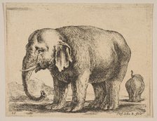 Plate 10: elephant, from 'Various animals' (Diversi animali), ca. 1641. Creator: Stefano della Bella.